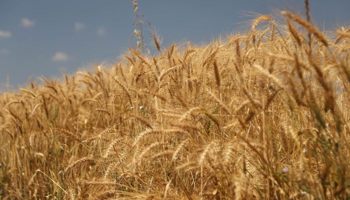 Boletim da Secretaria da Agricultura detalha impacto do El Niño na produção paranaense